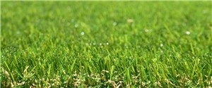Make every day seem like the first day of spring with our vibrant Exbury Bright Artificial Grass. With a dense thatched construction, deep pile and fresh-looking fibres, this is the perfect choice for a high-traffic, family garden.