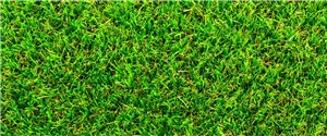 Want a grass that can make a bold impression? Solis can do just that. Its soft and dense profile isn’t just appealing to the eye but also offers extreme durability making it a firm favourite for any garden