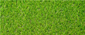 Want a grass that can make a bold impression? Solis can do just that. Its soft and dense profile isn’t just appealing to the eye but also offers extreme durability making it a firm favourite for any garden